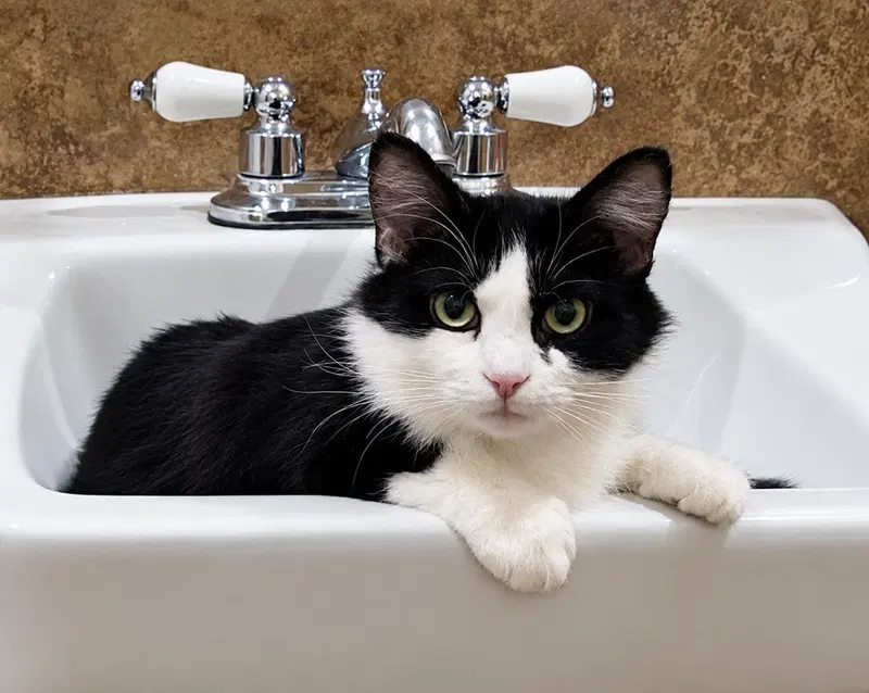 Ashlyn Cappuccino, a young female cat up for adoption