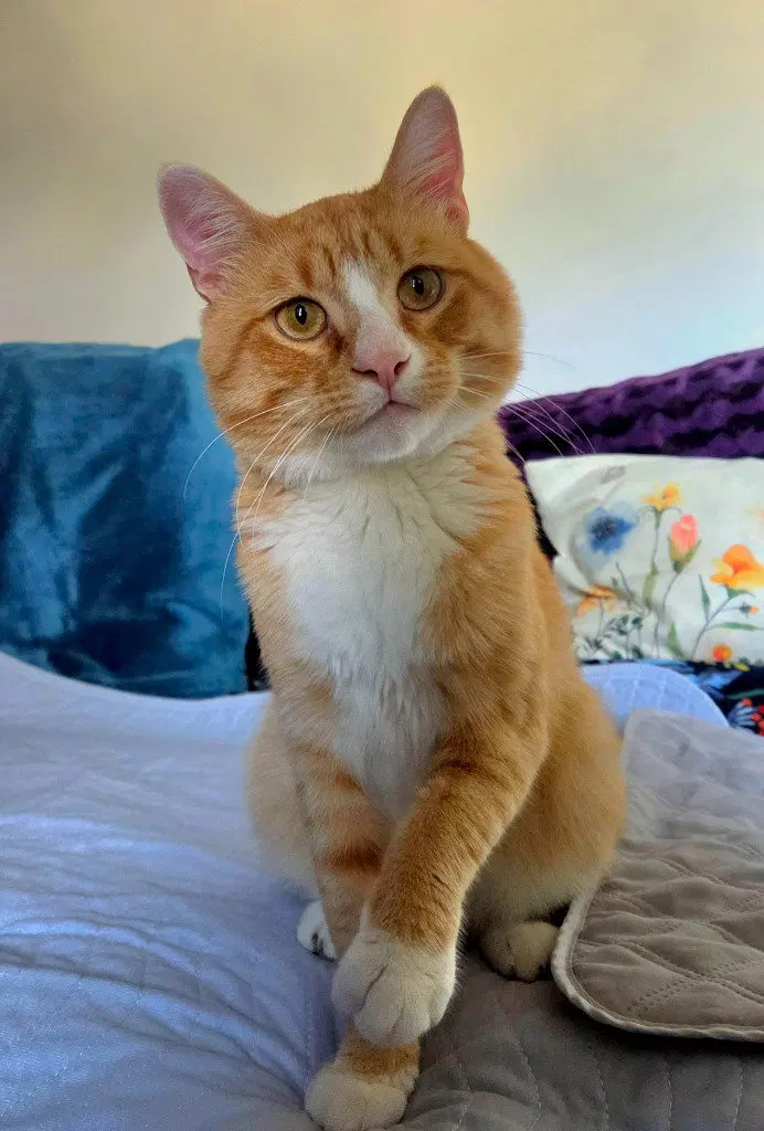 Portokali, a young male cat up for adoption