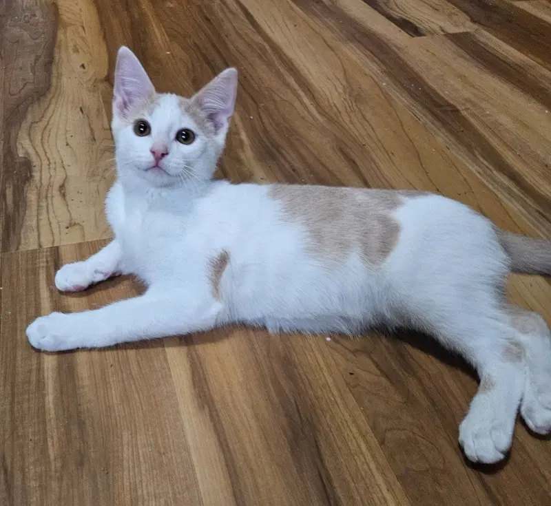 Nelson, a male kitten up for adoption