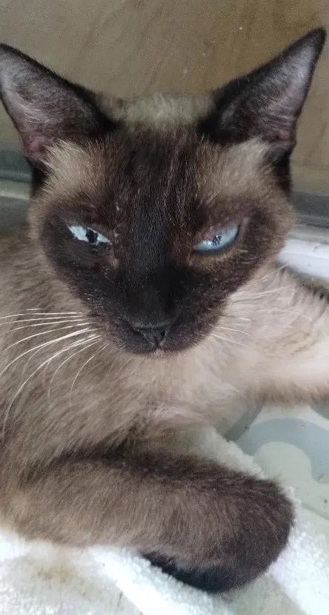 Maisy, an adult female Siamese cat up for adoption