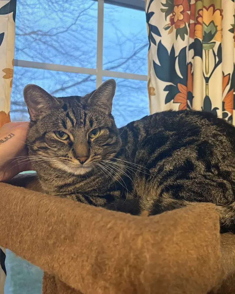 Oliver, a young male cat up for adoption