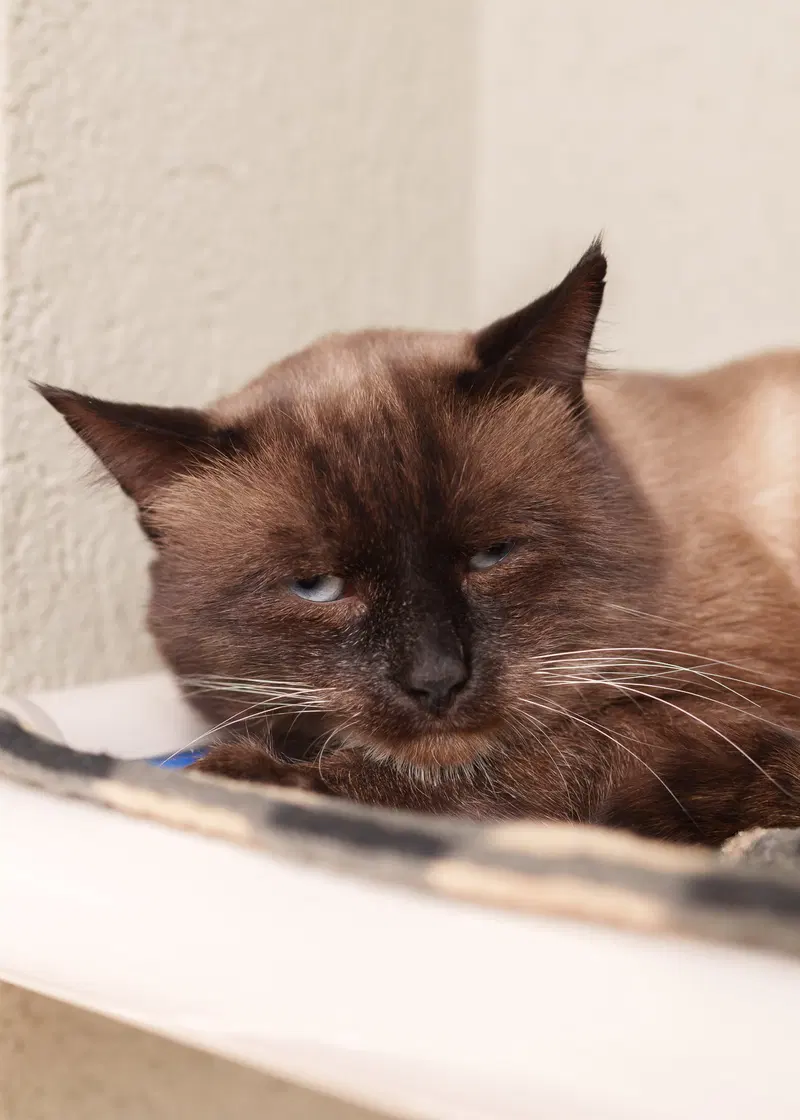 Vandross, an adult male cat up for adoption