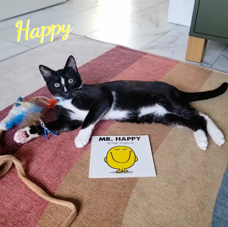 Happy, a male Tuxedo kitten up for adoption