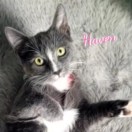 Watch the video of Haven