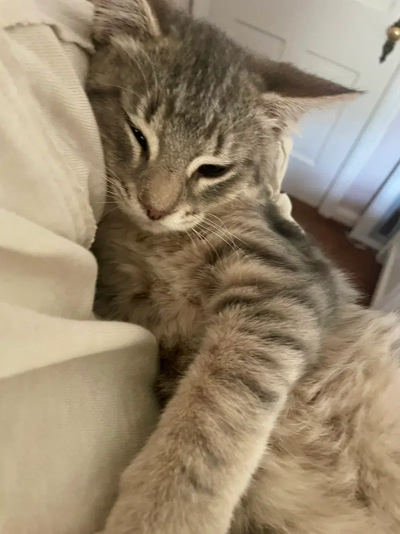 Tortellini, a male kitten up for adoption