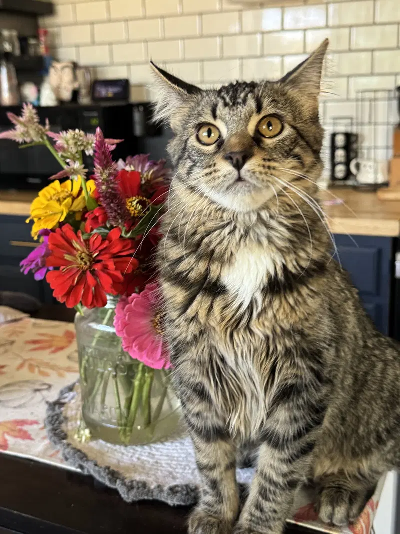 Luna, a young female cat up for adoption