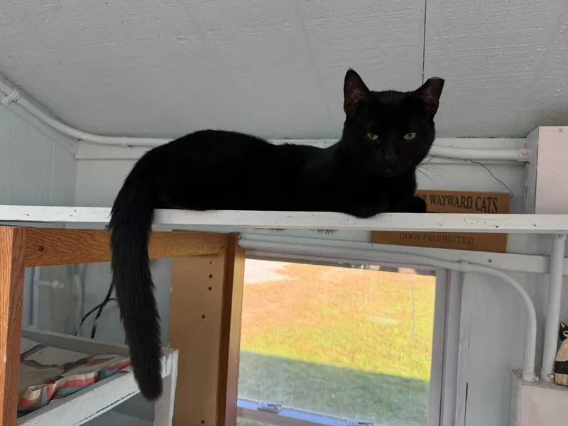 Benny, a young male cat up for adoption