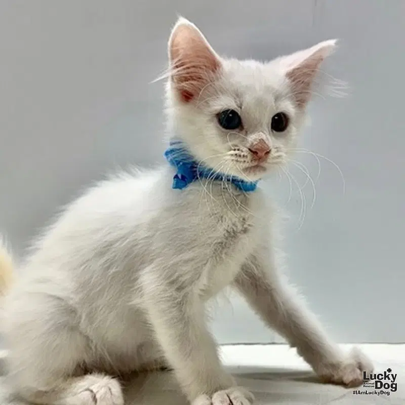 Winsley, a male kitten up for adoption