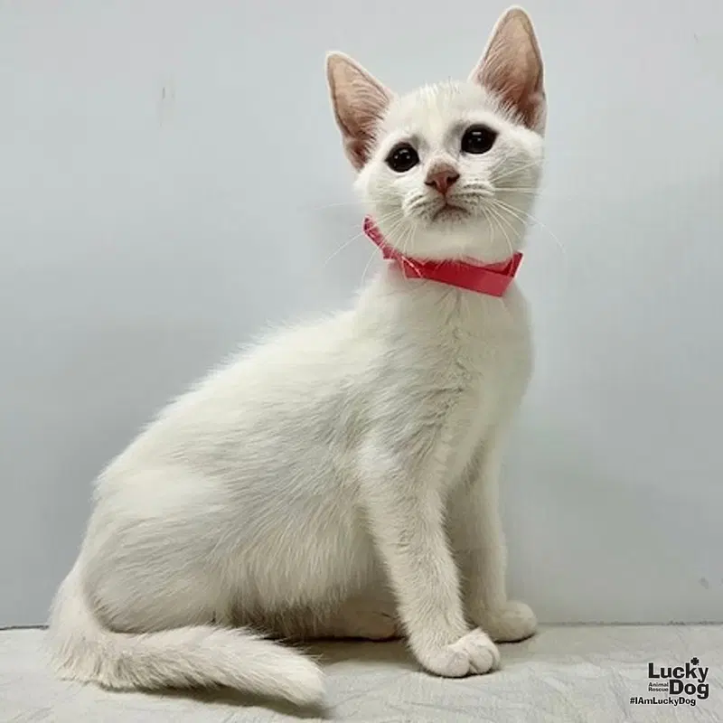 Winton, a female kitten up for adoption