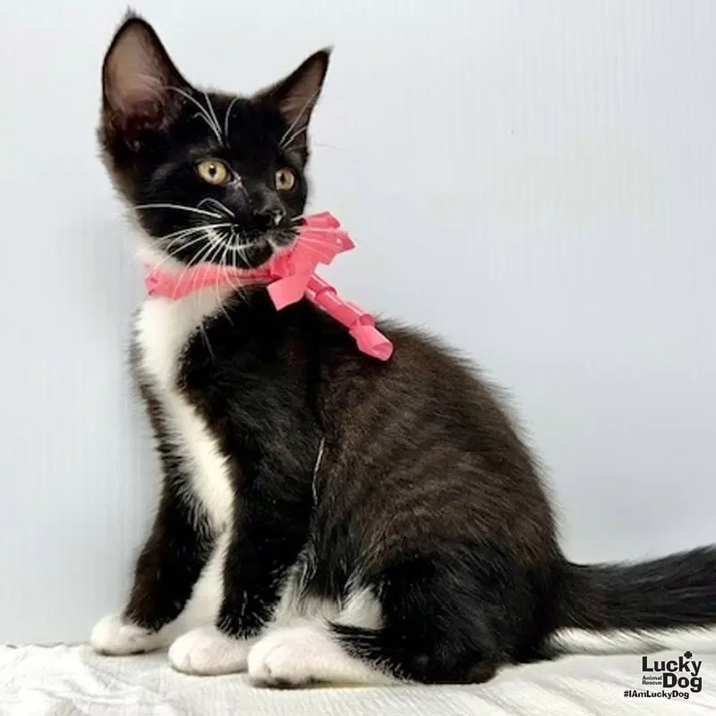 Winnie, a female kitten up for adoption