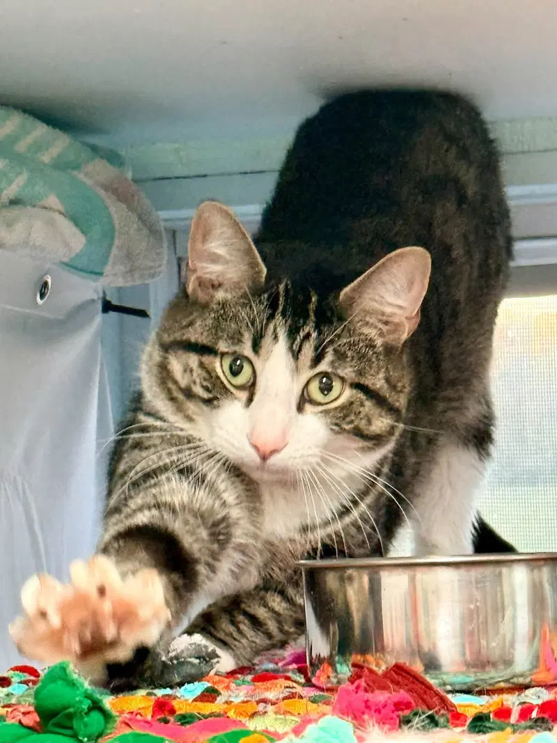 Duncan, a young male cat up for adoption