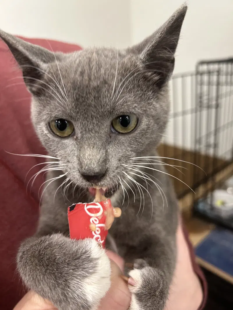 Nickel, a young male cat up for adoption