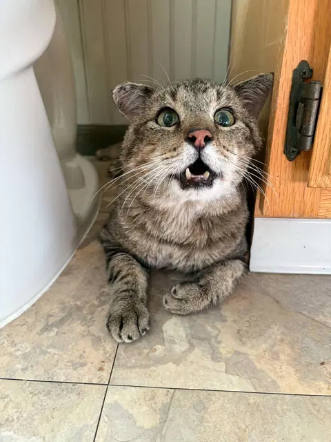 Watch the video of Mr. Cheeks