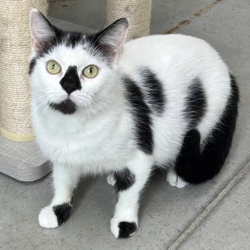 Smudge, a female kitten up for adoption