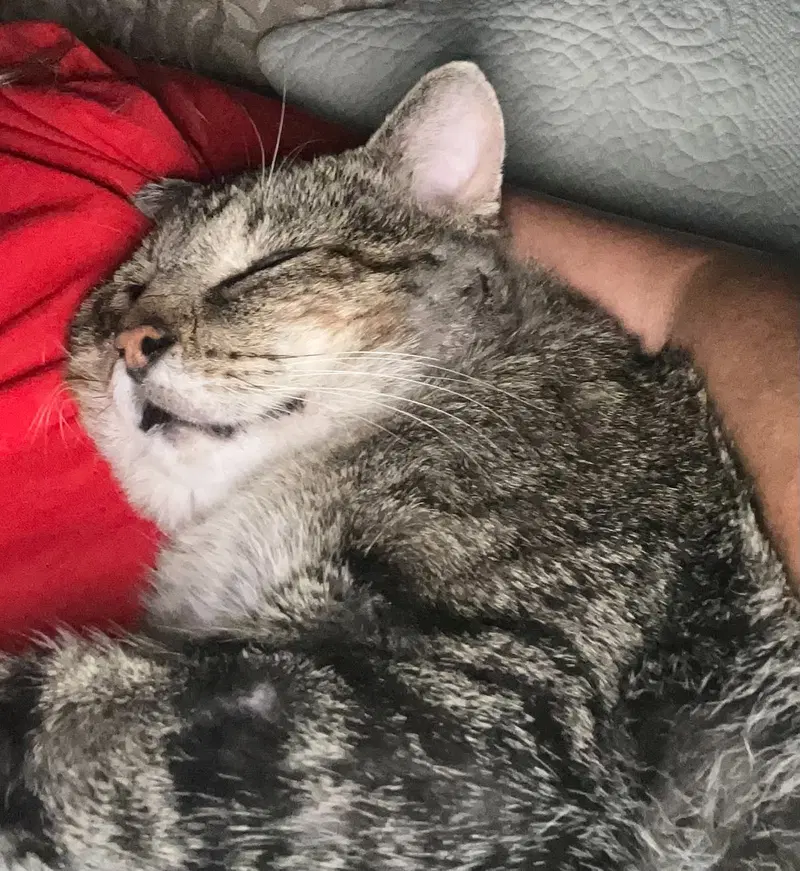 Mr. Cheeks, photo 3