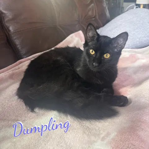 Watch the video of Dumpling