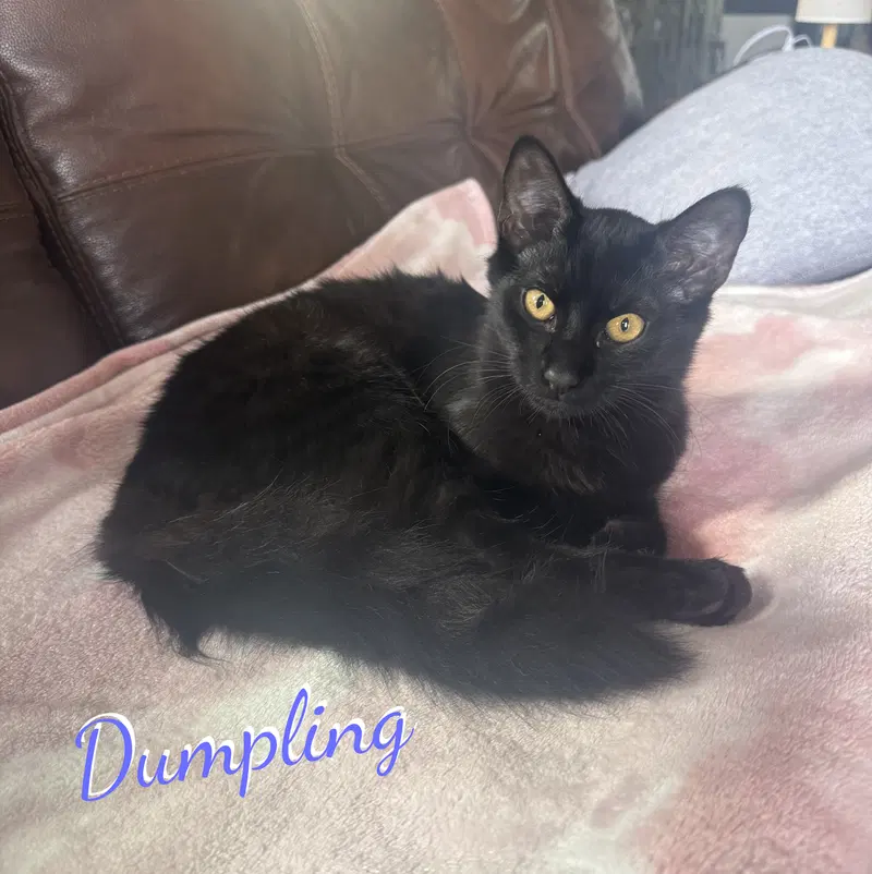 Dumpling, a male Bombay kitten up for adoption