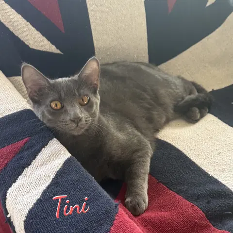 Watch the video of Tini