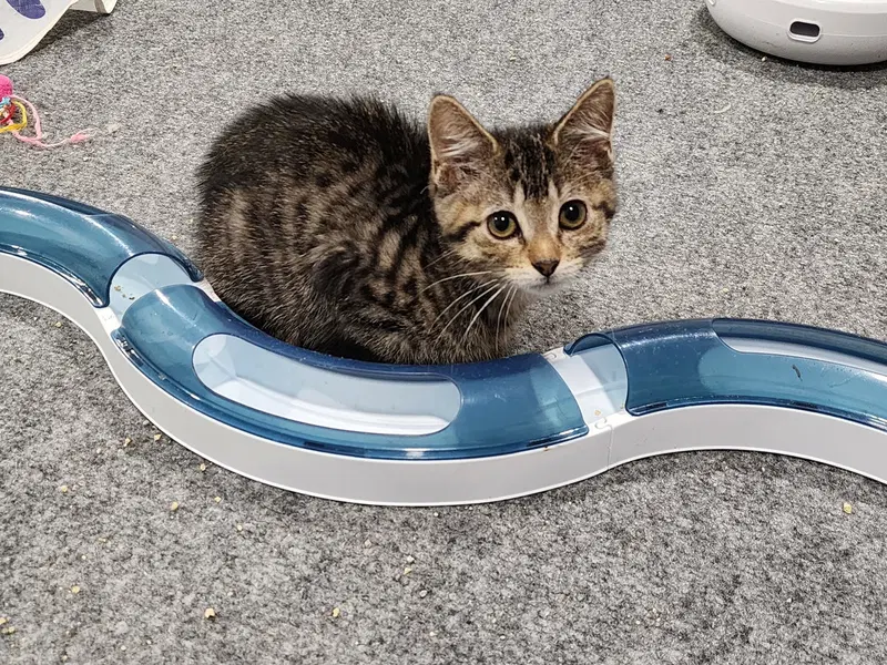 Luke, a female kitten up for adoption