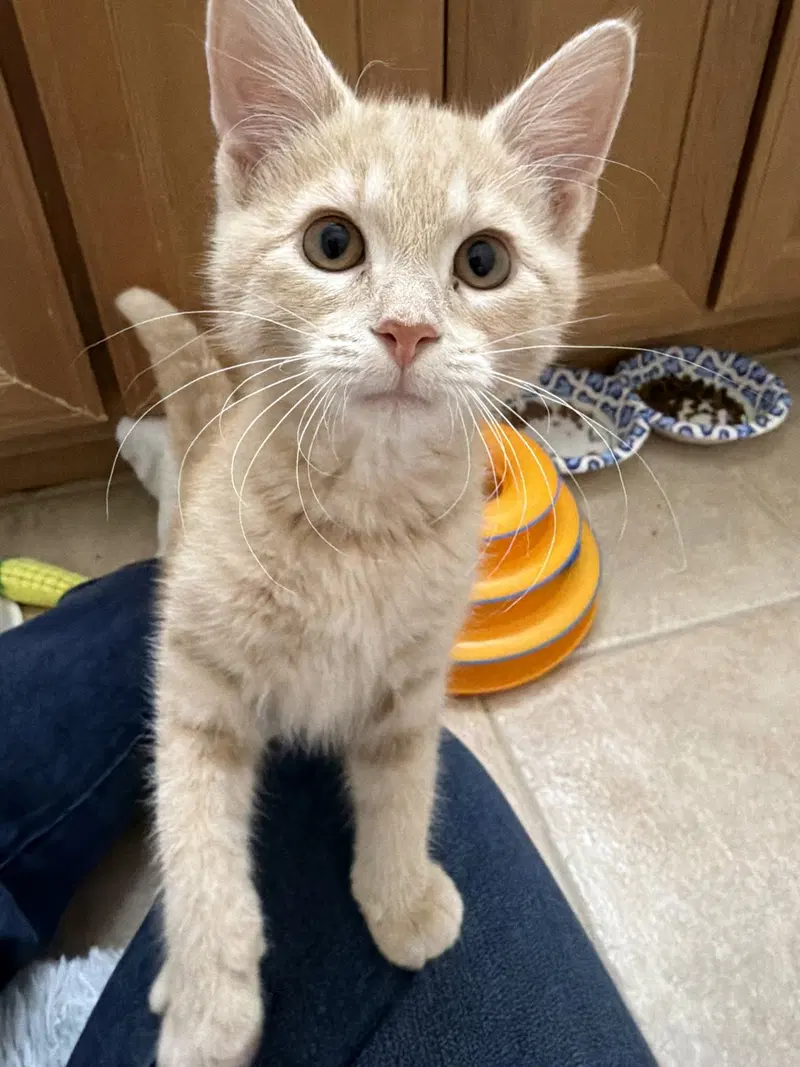 Kernel, a male kitten up for adoption