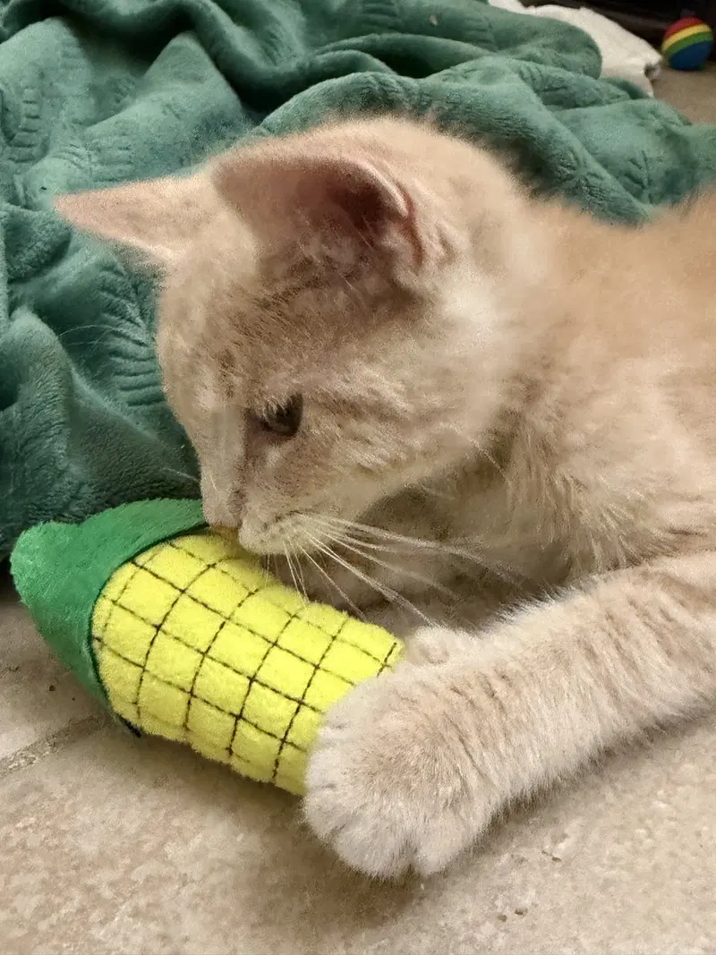 Kernel, photo 7