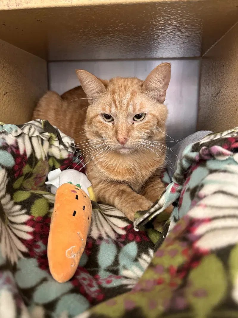 Svengoolie, an adult male cat up for adoption