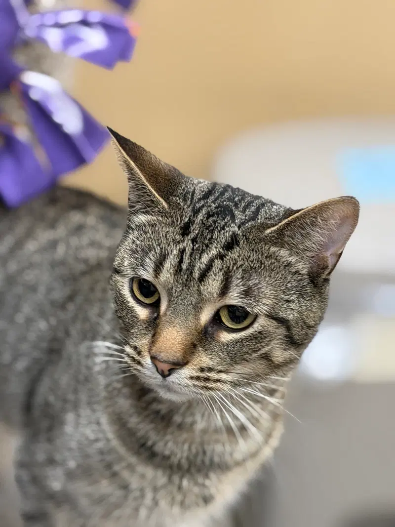 Lucy, an adult female cat up for adoption