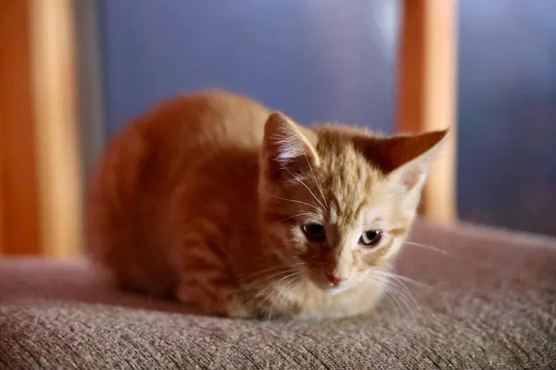 Ripley, a young male cat up for adoption