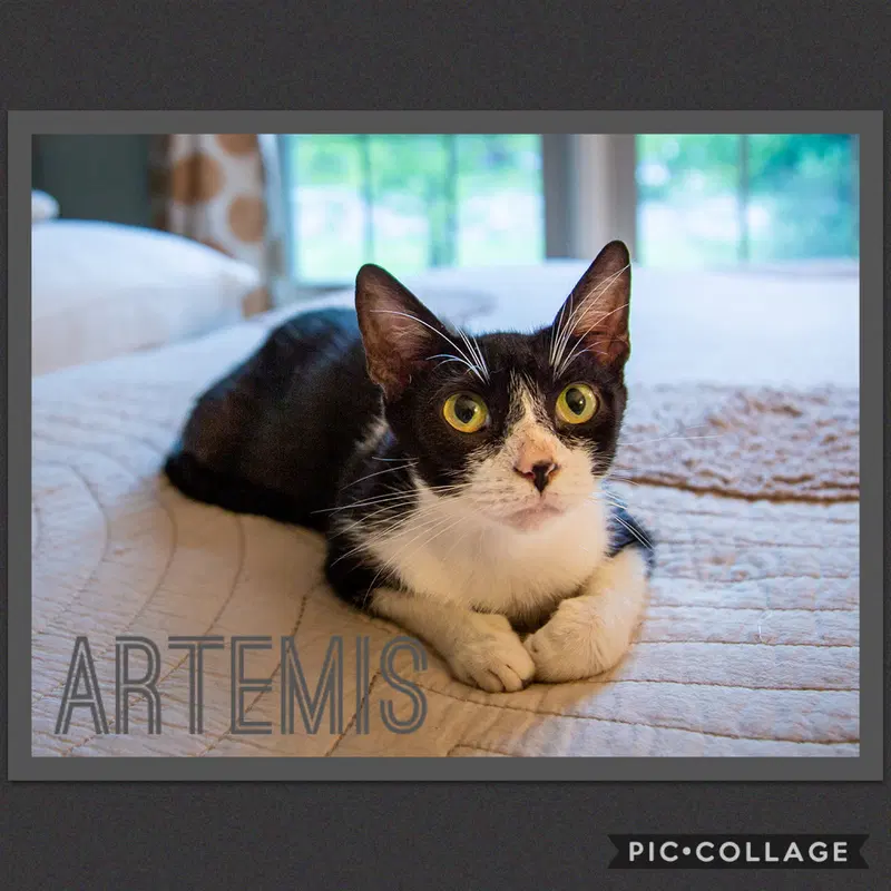 Artemis, an adult female cat up for adoption