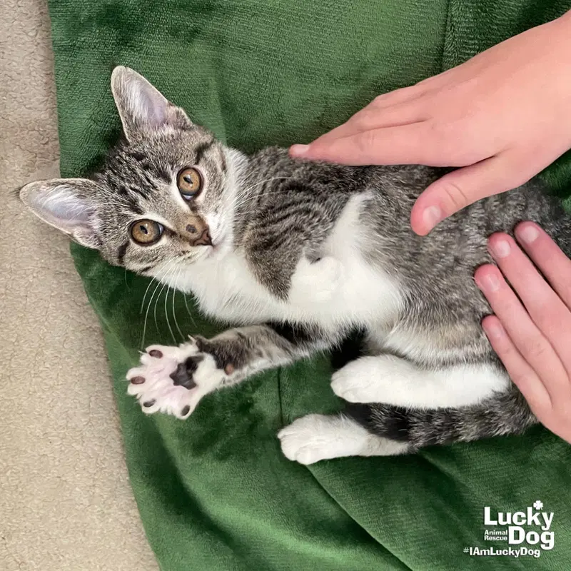 Milly, a female kitten up for adoption
