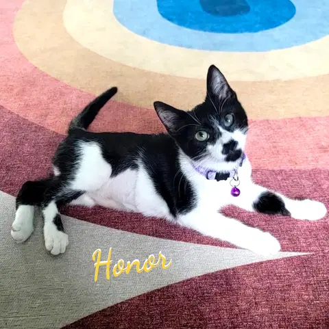 Watch the video of Honor