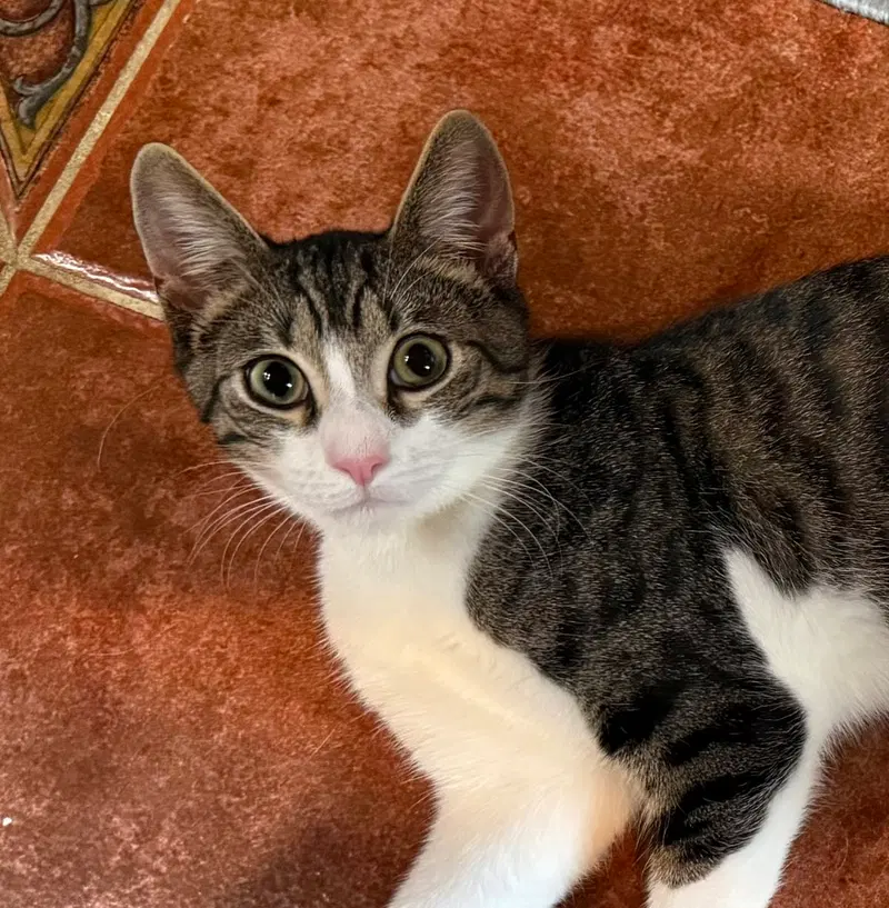 Crackerjack, a male Tabby kitten up for adoption