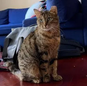 Junipurr aka Juni, an adult female cat up for adoption