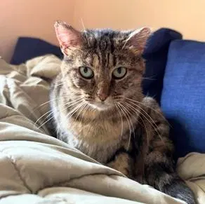 Junipurr aka Juni, photo 3