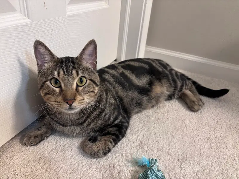 Benji, an adult male cat up for adoption