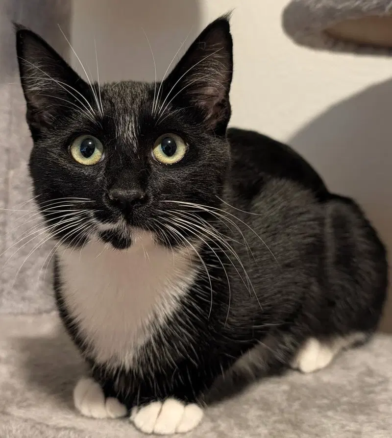 Baby, a young female cat up for adoption
