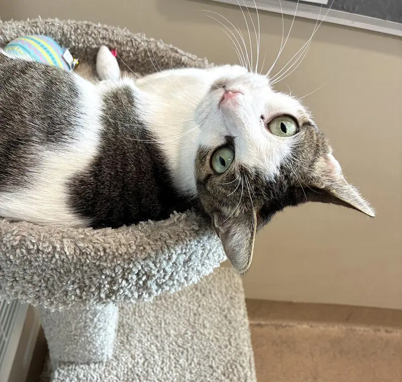 Gemstone, a female cat up for adoption