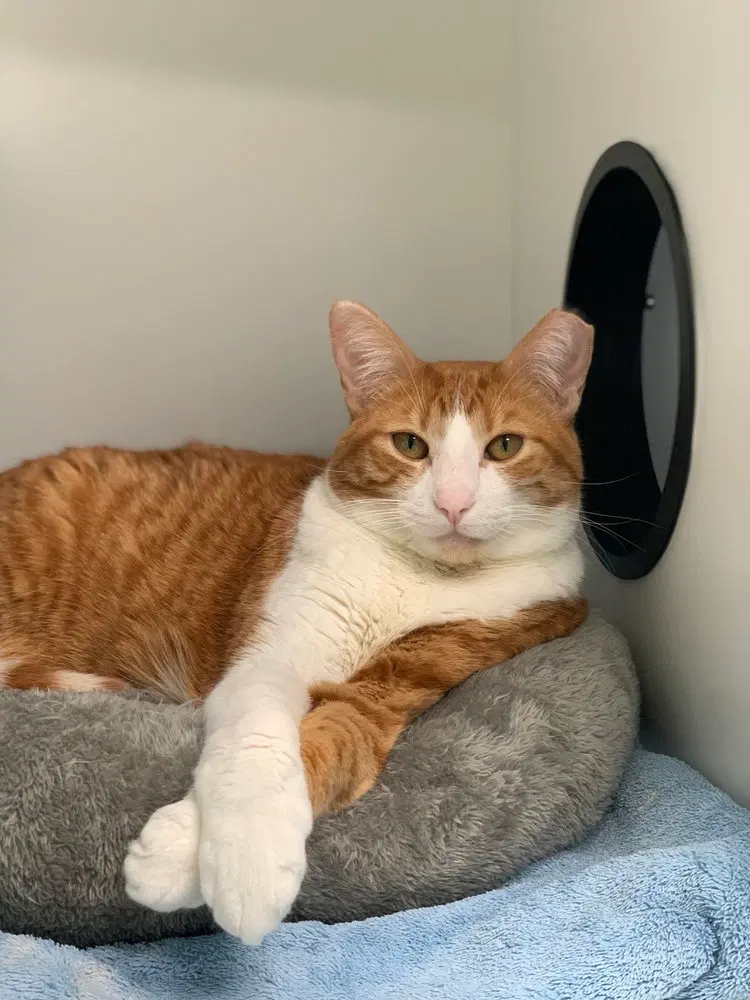 Fergie, an adult female cat up for adoption
