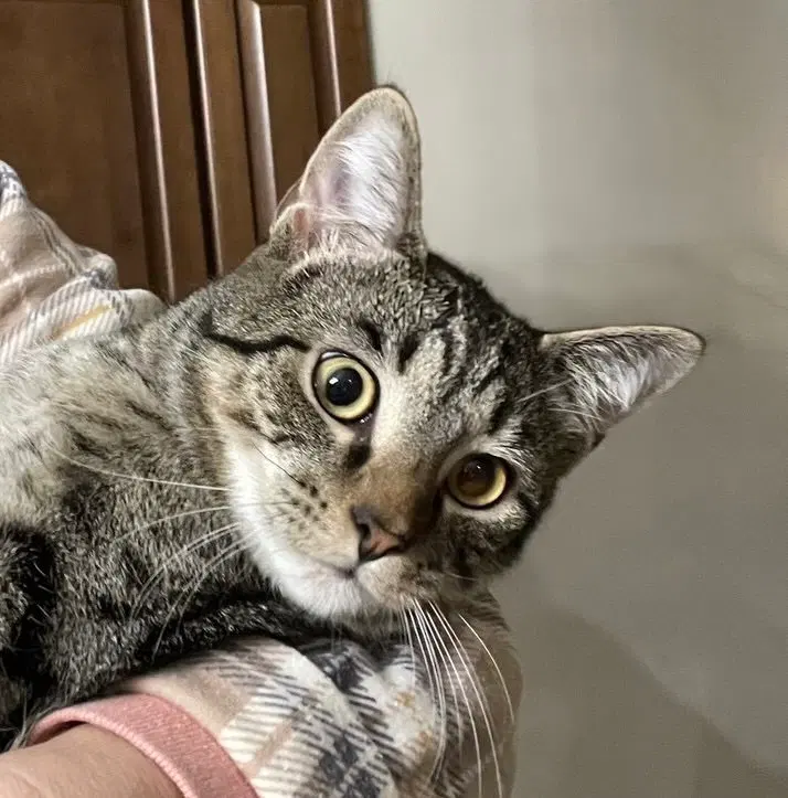 Cyprese, a young male cat up for adoption
