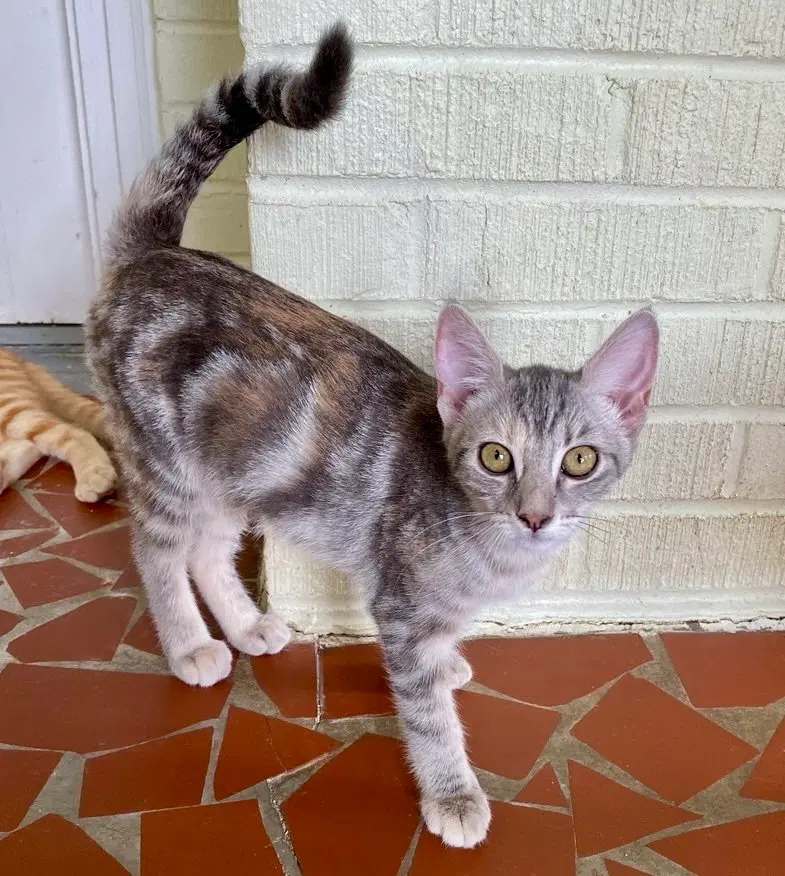 Marble, a female kitten up for adoption
