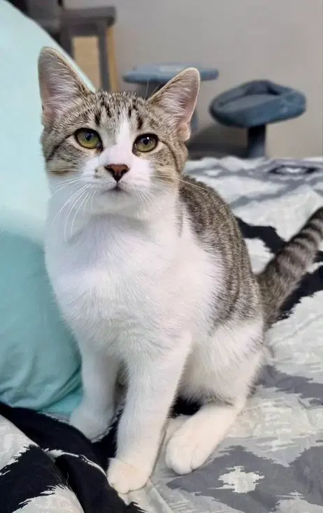 Cricket, a male kitten up for adoption
