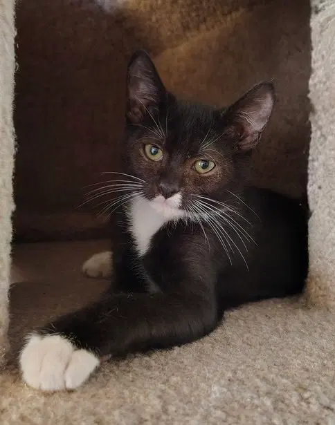Eno, a male kitten up for adoption