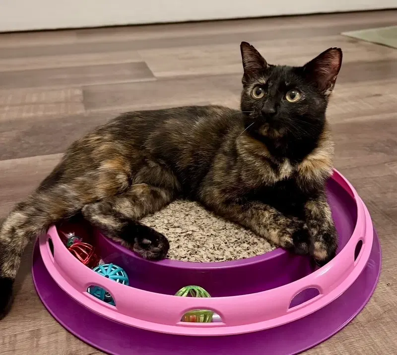 Jess, a female kitten up for adoption