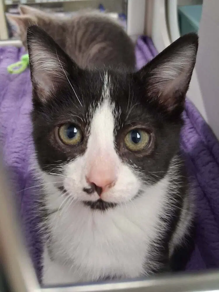Dexter, a male kitten up for adoption