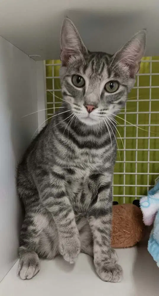 Max, a male kitten up for adoption
