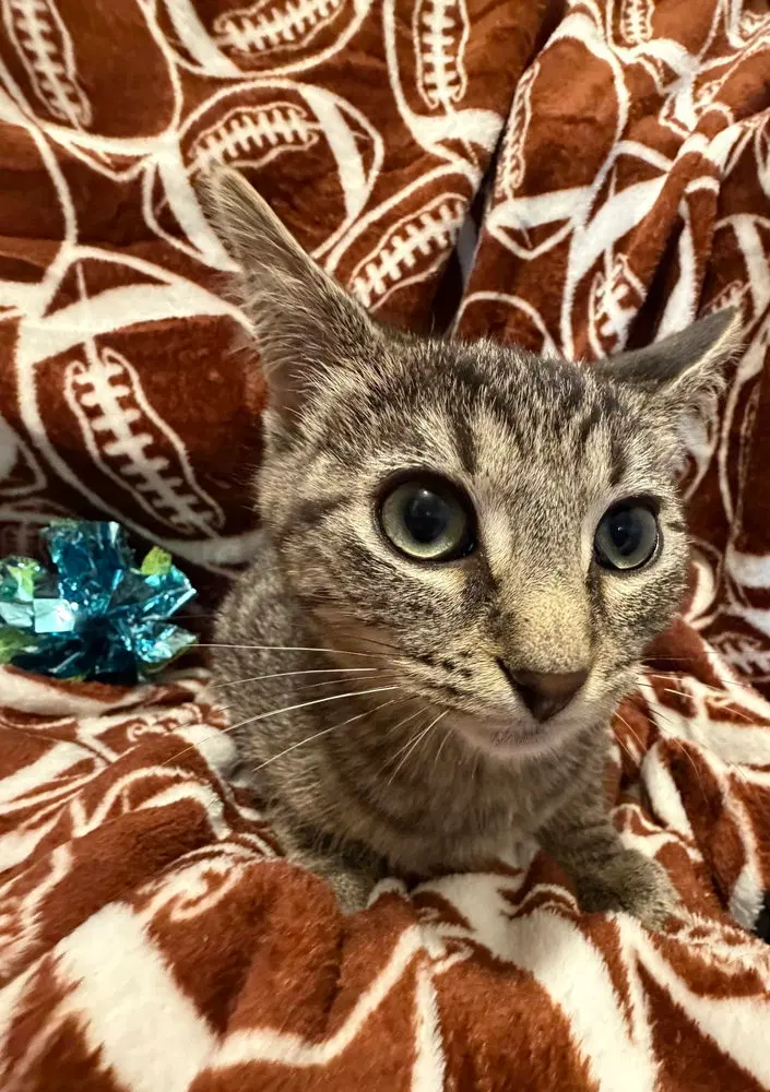 Candy, a female kitten up for adoption