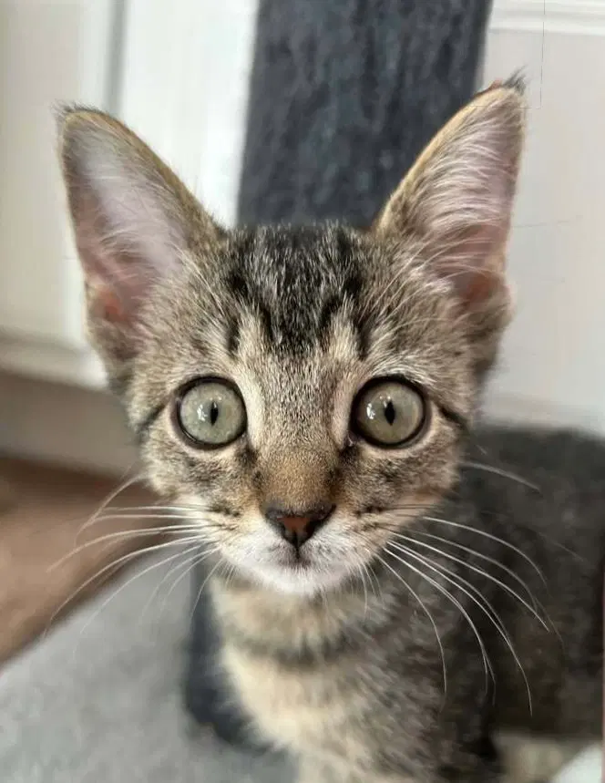 Dolly, a female kitten up for adoption