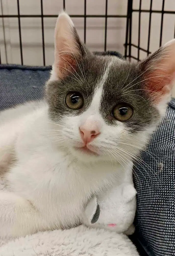 Gizmo, a male kitten up for adoption