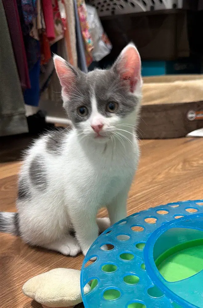 Gizmo, photo 3