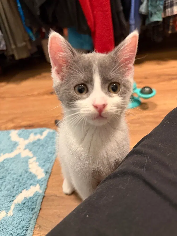 Gizmo, photo 4